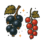 Blackcurrant & Redcurrant